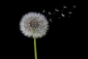 Dandelion leaves blowing